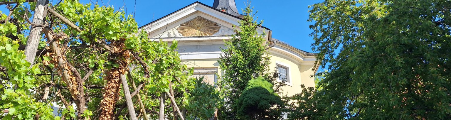 Blick durch Weinreben auf die Kerzenheimer Kirche