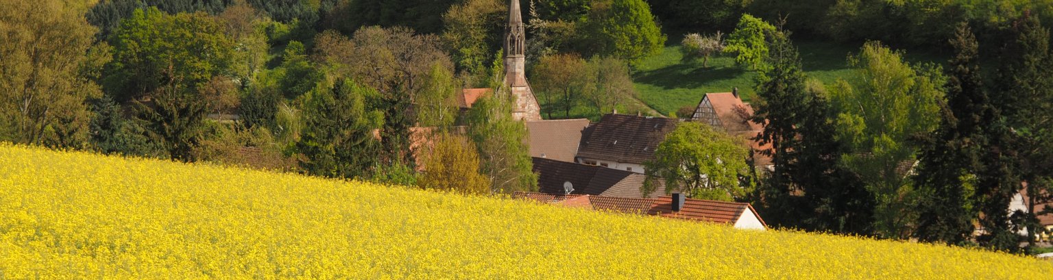 Rapsfeld, im Hintergrund Häuser und das Kloster Rosenthal