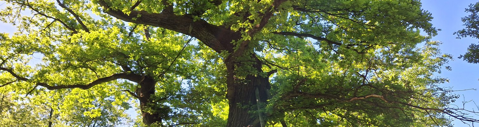 Baum