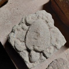 Schildkröte in Stein gemeißelt
