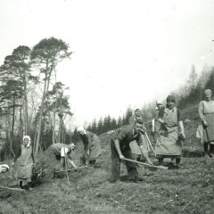 Wiederaufforsten des Stumpfwalds